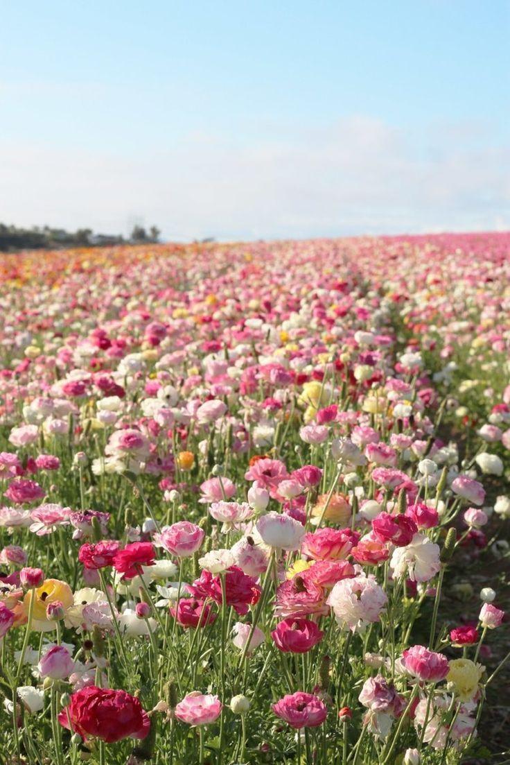 Serenity's Embrace Floral Harmony